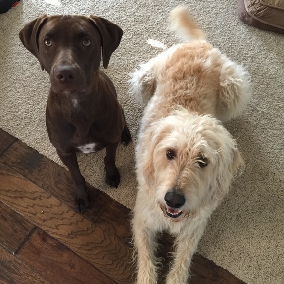 Meet your Posher, Lindsay - Picture 4 of 8